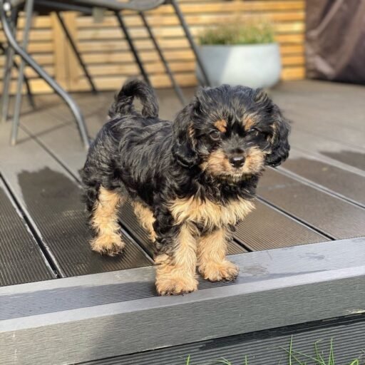 goldendoodlehome.