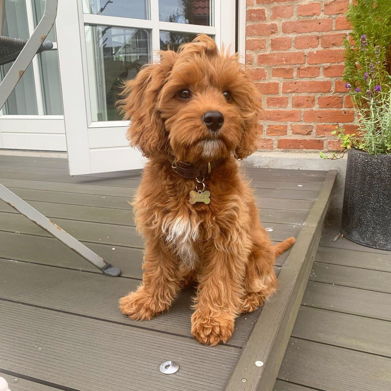 Goldendoodle