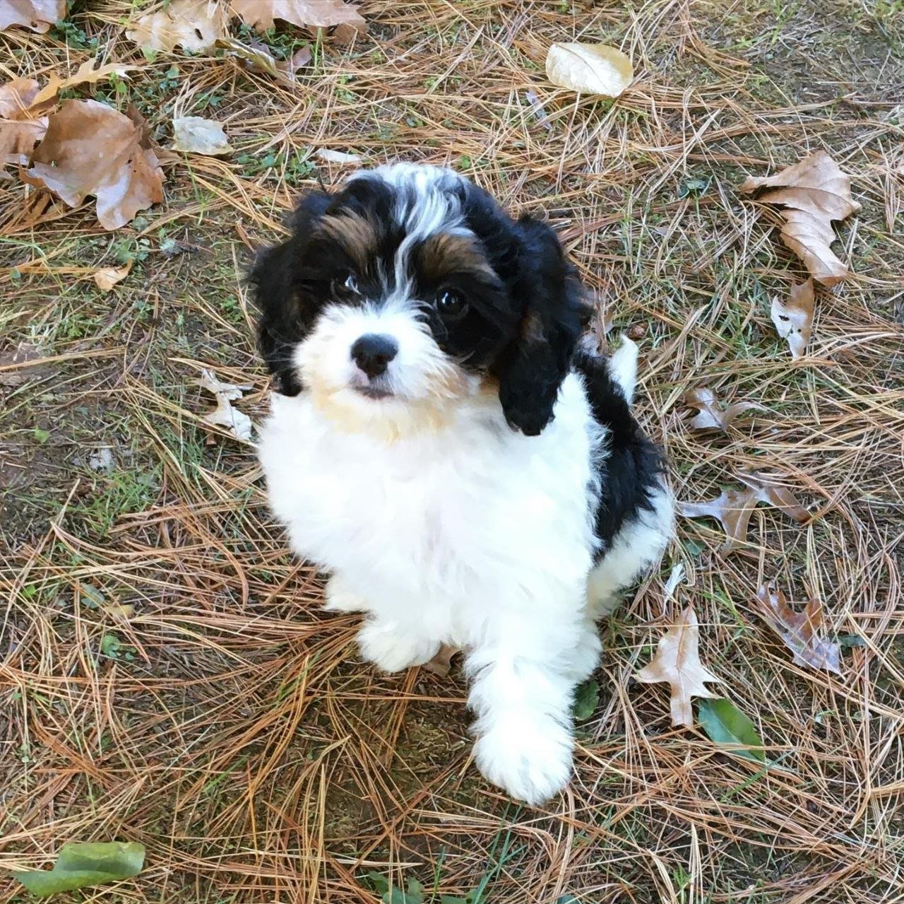 Mini Goldendoodle